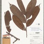Guatteria hispida Hoja