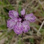 Neotinea tridentata Blüte