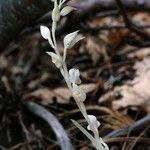 Cephalanthera austiniae Flower