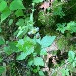 Geum laciniatum Hoja