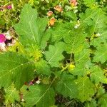 Solanum campechiense Leaf