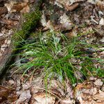 Carex pilulifera ഇല