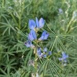 Lupinus angustifolius Fula