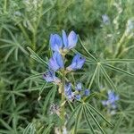 Lupinus angustifolius Virág