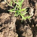 Cleome monophylla Blad