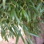 Brachychiton rupestris 葉