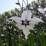 Gladiolus murielae Fleur
