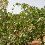 Nauclea latifolia Habit