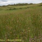 Carex stenophylla Hábito