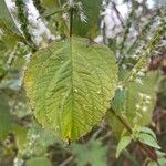 Agastache nepetoides Ліст