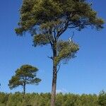 Pinus halepensis形態