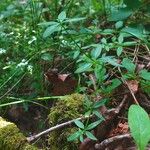 Galium palustre Habit