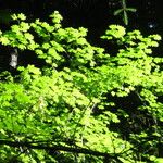 Acer circinatum পাতা