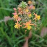 Bulbine frutescens Fleur