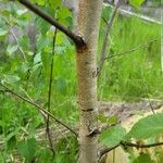 Betula pubescens Bark