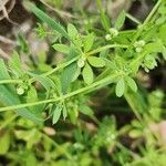 Galium tricornutum বাকল