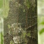 Virola kwatae Bark