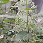 Urtica dioica Flor