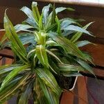 Dracaena fragransYaprak