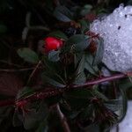 Cotoneaster integrifolius Vrucht