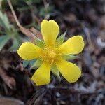 Potentilla verna Blüte