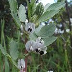 Vicia faba Flower