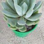 Echeveria elegans Leaf