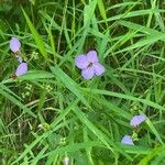 Rhexia virginica Flower