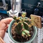 Euphorbia handiensis Плод