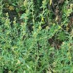 Crotalaria medicaginea List