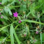 Dianthus armeriaFlower