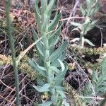Linaria nivea Hoja