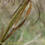 Adenocarpus decorticans Fruit