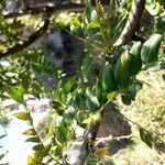 Juglans californica Leaf