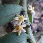 Tridactyle anthomaniaca Flower