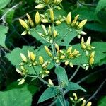 Hypericum hirsutum Flower