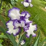 Iris × germanicaফুল