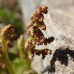 Botrychium lunaria 果実