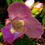 Eulophia bouliawongo Blüte