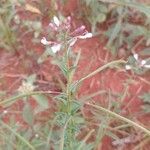 Cleome monophylla Frugt