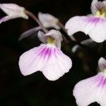 Ionopsis utricularioides Flower