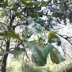 Quercus marilandica Hoja