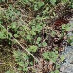 Cotoneaster integerrimus Habit