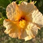 Hibiscus rosa-sinensisCvet