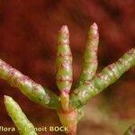 Salicornia procumbens Blatt