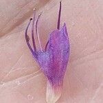 Echium plantagineum Flower
