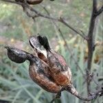 Yucca arkansana Fruit