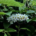 Prunus padus Flower