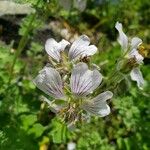 Geranium renardii Flower