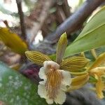 Eulophia petersii Blüte